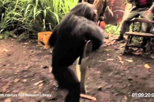 Monkey lövés afrikai militánsok kalashnikov
